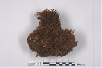 藏品(島衣屬 )的圖片